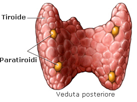 paratiroidi